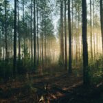 Foresta Umbra