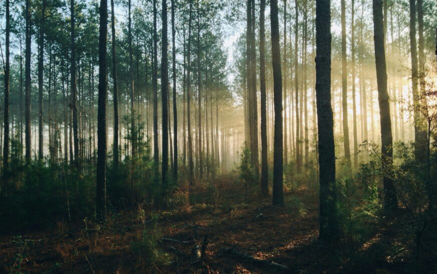 Foresta Umbra